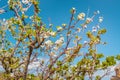 blooming apricot tree close-up. concept of spring and warm weather Royalty Free Stock Photo