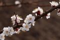 Blooming apricot tree. Flowers on the twig of apricot tree on blurred background. Royalty Free Stock Photo