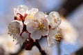 Blooming apricot tree. Flowers on the twig of apricot tree on blurred background. Royalty Free Stock Photo