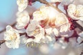 Blooming apricot tree Royalty Free Stock Photo