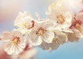 Blooming apricot tree Royalty Free Stock Photo