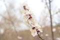 Blooming apricot tree twig with white flowers on sky background in spring day. Close-up. Royalty Free Stock Photo
