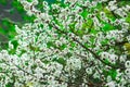 Blooming apricot tree white flowers and buds, green foliage background, springtime, calmness, freshness Royalty Free Stock Photo