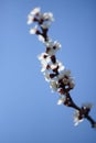 Blooming apricot tree with white flowers in spring garden on blue sky background Royalty Free Stock Photo