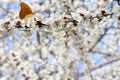 Blooming apricot tree, white flowers on twig in garden in a spring day with orange butterfly on blur background blue sky Royalty Free Stock Photo