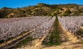 Blooming apricot trees in early spring