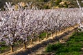 Blooming apricot trees in early spring Royalty Free Stock Photo