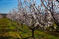 Blooming apricot trees in early spring Royalty Free Stock Photo