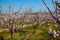 Blooming apricot trees in early spring Royalty Free Stock Photo