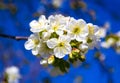 Blooming apricot twig against the sky