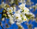 Blooming apricot twig against the sky