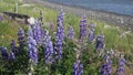 Blooming Arctic Lupine on Seashore