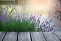 Blooming aromatic lavender plant in modern backyard