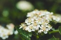 Blooming Aronia Chokeberry bush in the garden