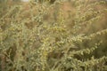 Blooming Artemisia absinthium wormwood herbal plant in a field.