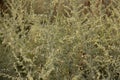 Blooming Artemisia absinthium wormwood herbal plant in a field.