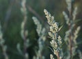 Blooming Artemisia vulgaris common mugwort, riverside wormwood, felon herb, chrysanthemum weed, wild wormwood, St. John`s plant Royalty Free Stock Photo