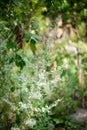 Blooming Artemisia vulgaris common mugwort, riverside wormwood, felon herb, wild wormwood or St. John`s plant, selective focus,