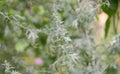 Blooming Artemisia vulgaris common mugwort, riverside wormwood, felon herb, wild wormwood or St. John`s plant, selective focus,