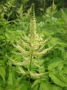 Blooming Aruncus dioicus