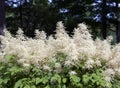 Blooming Aruncus dioicus