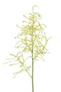 Blooming Aruncus dioicus