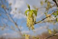 Blooming Ash tree Fraxinus green flowerson branches, cloudy blue sky background