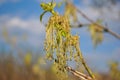 Blooming Ash tree Fraxinus green flowerson branches, blurry cloudy blue sky