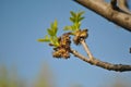 Blooming Ash tree Fraxinus green flowerson branches, blurry cloudy blue sky