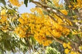 The blooming ashoka showed its pollen