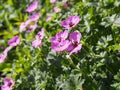 Ashy Cranesbill - Geranium cinereum `Ballerina`