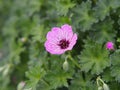 Ashy Cranesbill - Geranium cinereum `Ballerina`