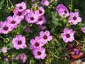 Ashy Cranesbill - Geranium cinereum `Ballerina` Royalty Free Stock Photo