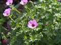 Ashy Cranesbill - Geranium cinereum `Ballerina`