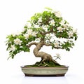 Jasmine Bonsai Tree: White Flowers In Smooth Cambodian Art Style