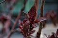 Blooming Asian tropical plant, close-up image of blooming tree