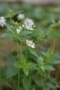 Flowering Asperula taurina