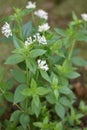 Flowering Asperula taurina