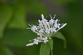 Flowering Asperula taurina