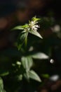 Flowering Asperula taurina