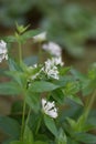 Flowering Asperula taurina