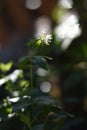 Flowering Asperula taurina