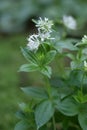 Flowering Asperula taurina