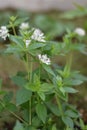 Flowering Asperula taurina