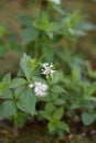 Flowering Asperula taurina