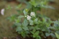 Flowering Asperula taurina