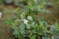 Flowering Asperula taurina