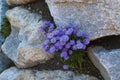 Blooming Aster alpinus. Royalty Free Stock Photo