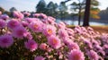 Blooming Aster Fields: Beautiful Pink Flowers Near Lake Royalty Free Stock Photo