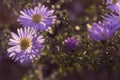 Blooming Aster himalaicus